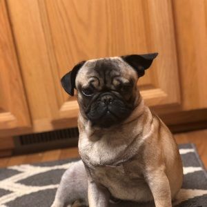 Meet your Posher, Abby